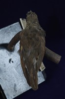 紅尾鶲藏品圖，第13張
